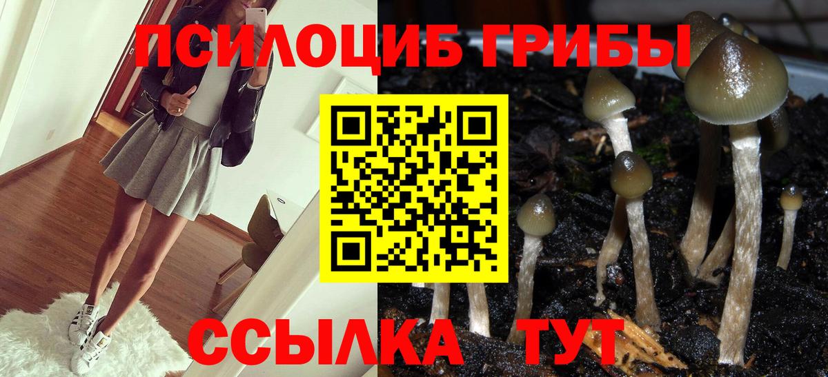 Тула  Псилоцибиновые грибы прущие грибы  Вход с VPN  Псилоцибиновые грибы Cubensis 